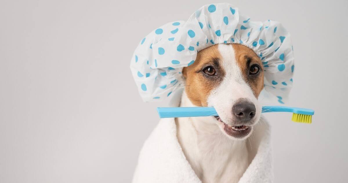 Dog holding a toothbrush in its mouth